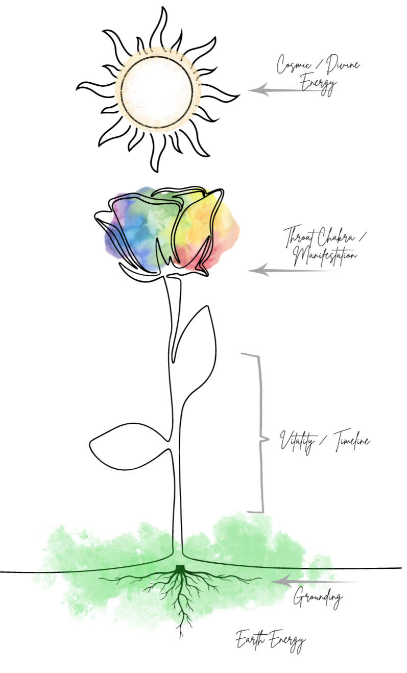 An image of a rose with roots planted in the earth and sun above, illustrating the connection between the rose as a symbol and the human energy field.